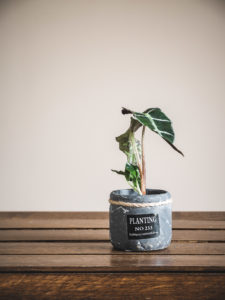 Alocasia Amazonica Polly