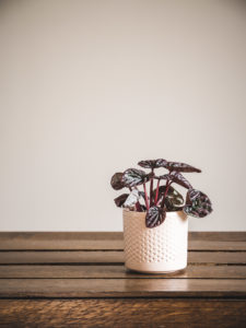 Peperomia Caperata Luna Red