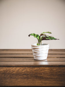 Calathea Lancifolia Boom