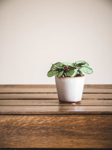 Ctenanthe burle marxii