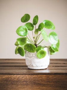 Pilea Peperomioides