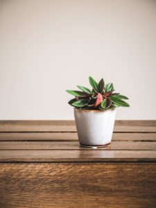 Peperomia Caperata Rosso