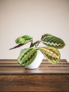 Maranta Leuconeura – Image 4