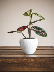 Maranta Leuconeura