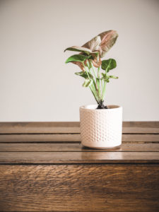 Syngonium Neon Robusta
