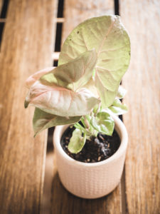 Syngonium Neon Robusta – Image 2