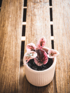 Peperomia Caperata Abricos – Image 2