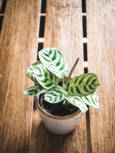 Ctenanthe Burle Marxii – Image 2