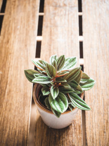 Peperomia Caperata Rosso – Image 2