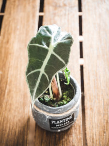 Alocasia Amazonica Polly – Image 2