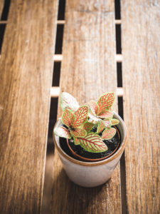 Fittonia – Image 2