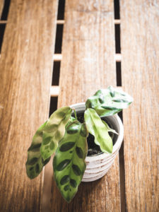 Calathea Lancifolia Boom – Image 2