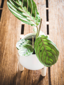 Maranta Leuconeura – Image 3