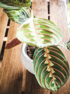 Maranta Leuconeura – Image 2
