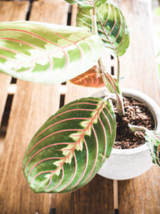 Maranta Leuconeura – Image 2