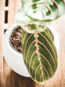 Maranta Leuconeura – Image 3