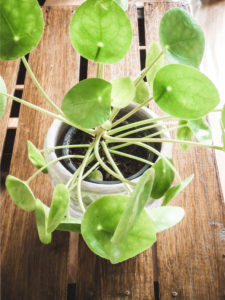 Pilea Peperomioides – Image 2