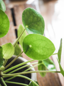 Pilea Peperomioides – Image 3
