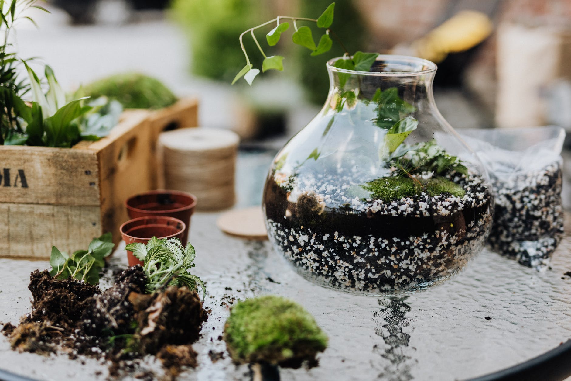 green plant in clear glass vase