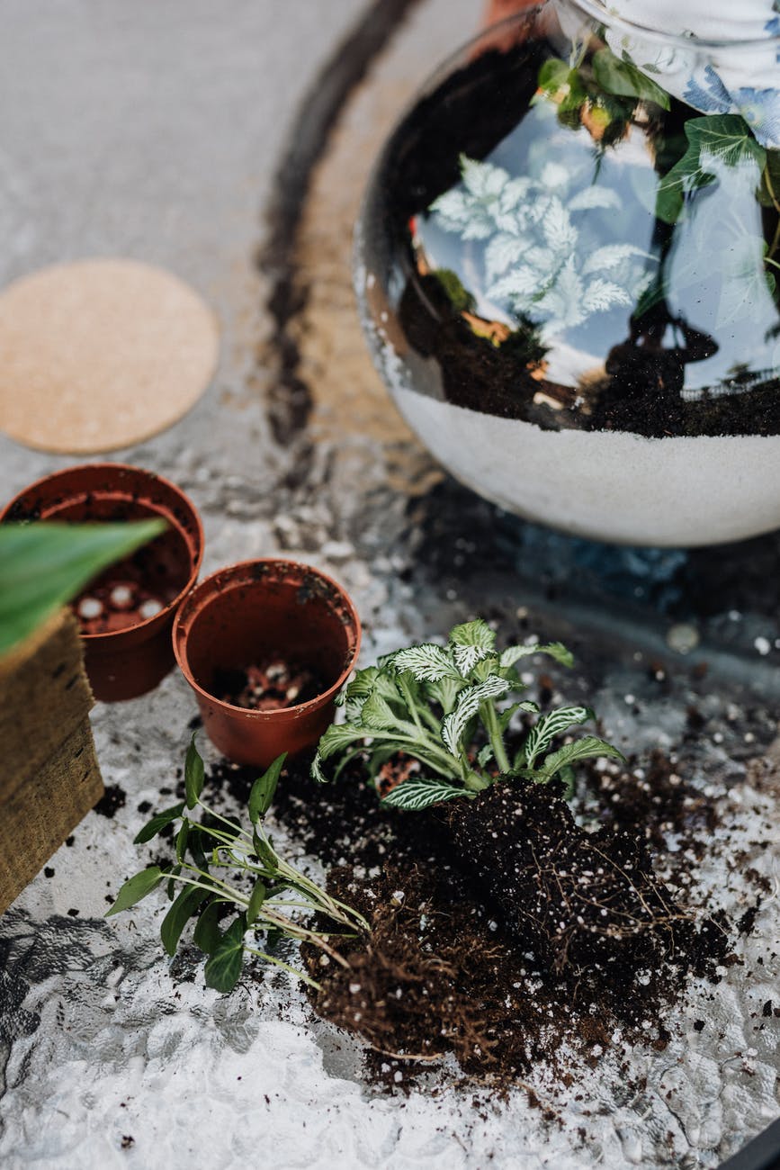 green plant on white ceramic pot