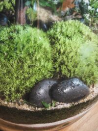 Mousses boules pour terrarium – Image 2