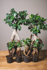 Ficus Microcarpa ginseng (prix libre)