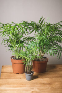 Chamaedorea Elegans (prix libre)