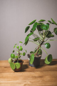 Pilea peperomioides (prix libre)