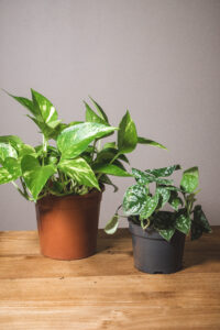 Pothos (prix libre)