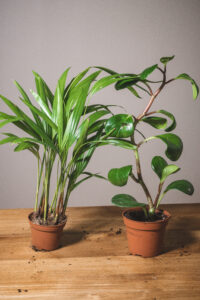 Areca et Pilea obtusifolia (prix libre)