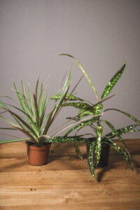 Dracanea marginata et Croton (prix libre)