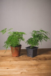Asparagus plumosus (prix libre)