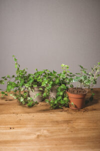 Ficus Pumila et Hedera helix (prix libre)