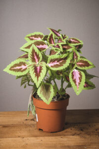 Coleus (prix libre)
