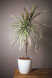 Dracanea Marginata (prix libre)