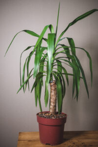 Yucca Elephantipes (prix libre)