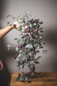 Tradescantia zebrina (prix libre)