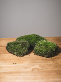 Mousses boules pour terrarium