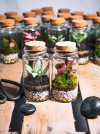 Mini Terrarium – Image 2