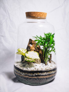 Sibu M – Image 3