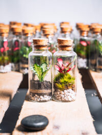 Mini Terrarium