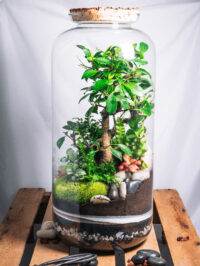 Bali XL – Image 4