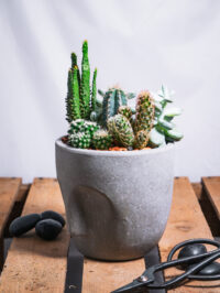 Aztec – Image 2