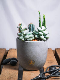 Aztec – Image 3