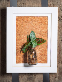 Station de bouturage – Image 4
