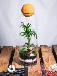 Bahia S – Image 2