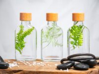 Herbarium - Plantes immergées – Image 6