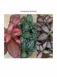 Kit terrarium Cloche – Image 4