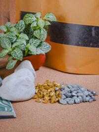 Kit terrarium Cloche – Image 5