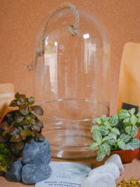 Kit terrarium Cloche – Image 7